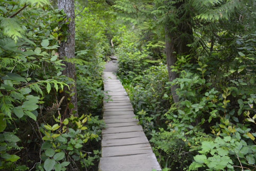 Cape Flattery trail