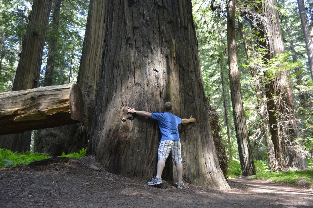 hugging big redwood tree