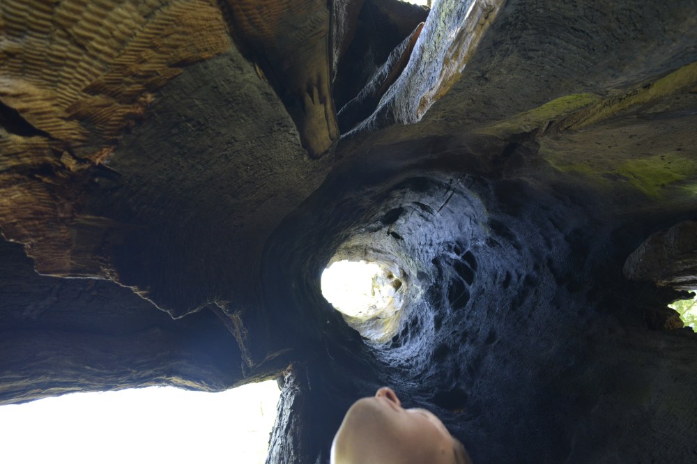 inside the drive thru tree