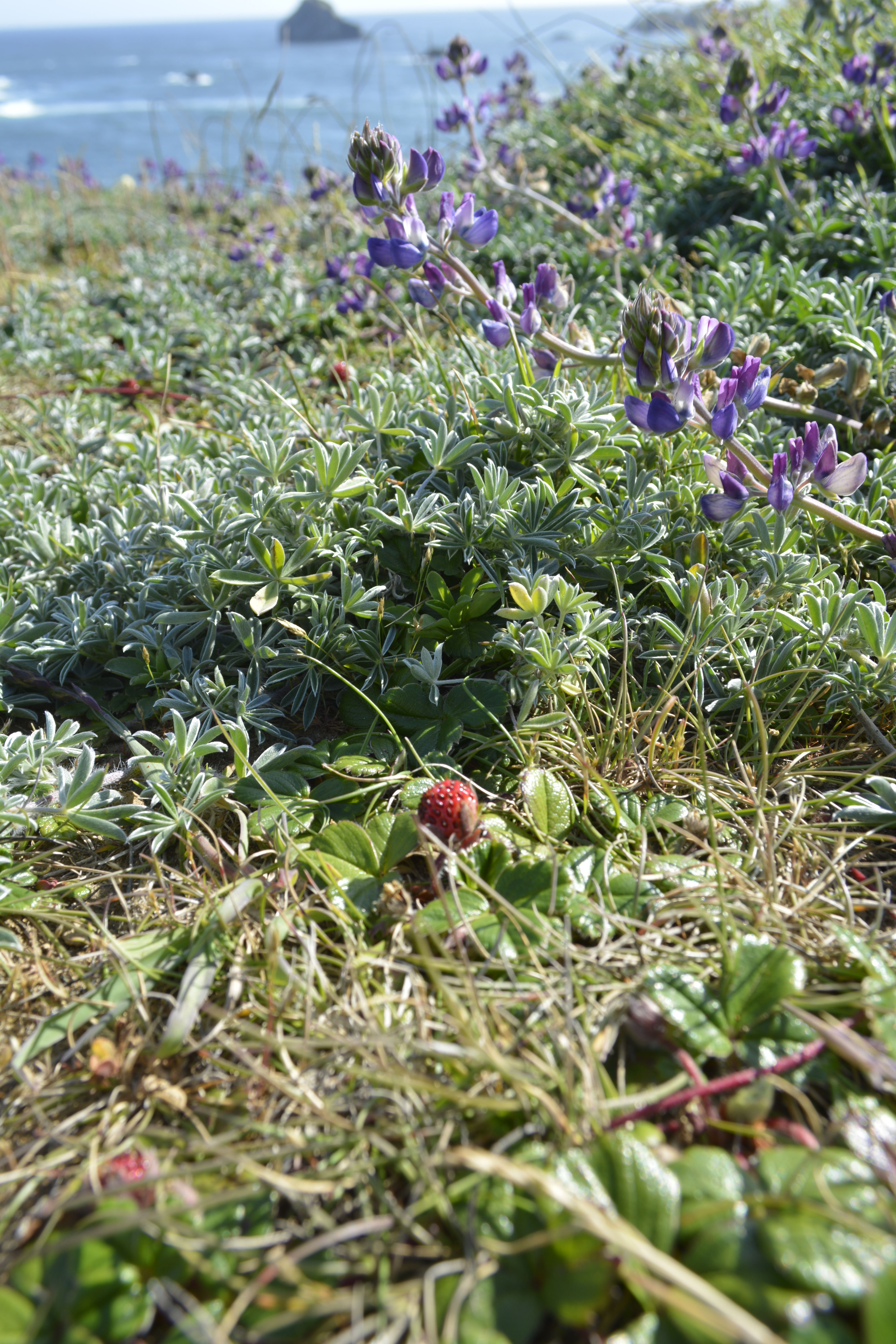 Strawberrys at Bandon Beach