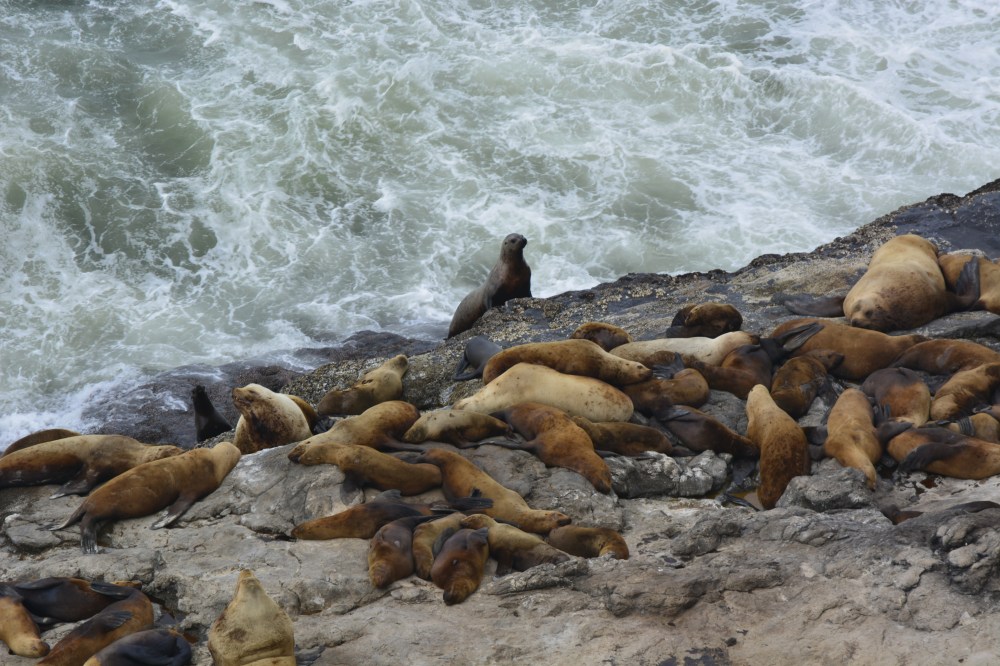 sea lions