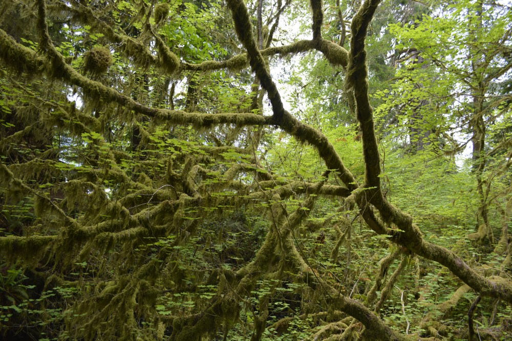 Olympic National Park