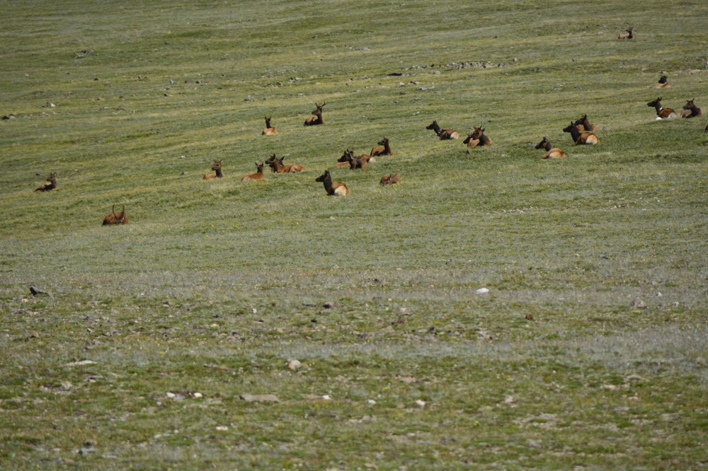 Elk by Trail Ridge Road