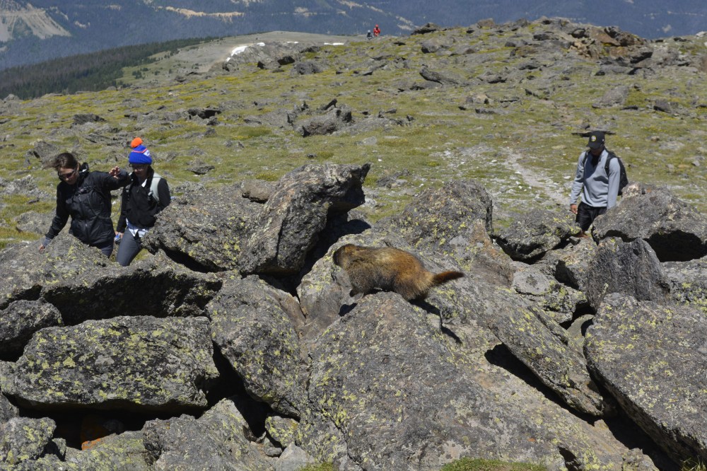 Marmot at Mount Ida Summit