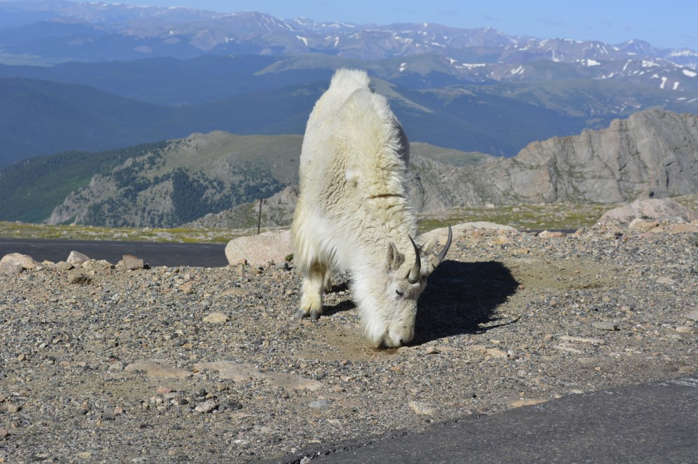 Mountain goat at Mt. Evans