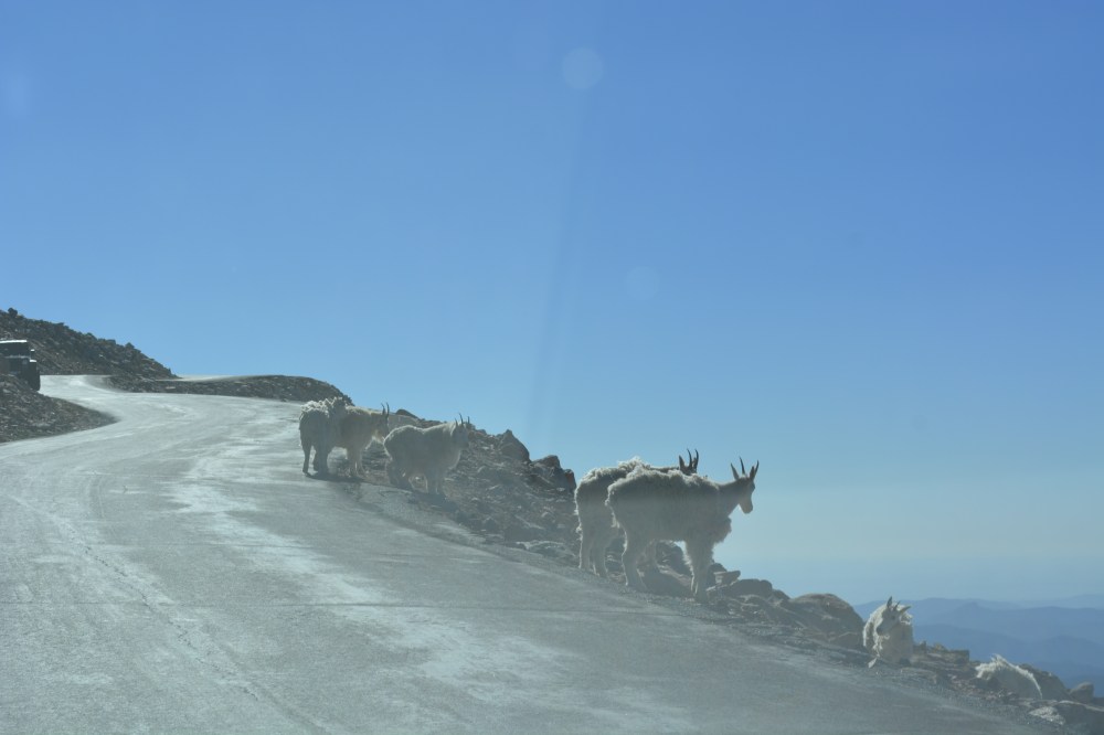 Mountain Goats at Mt. Evans