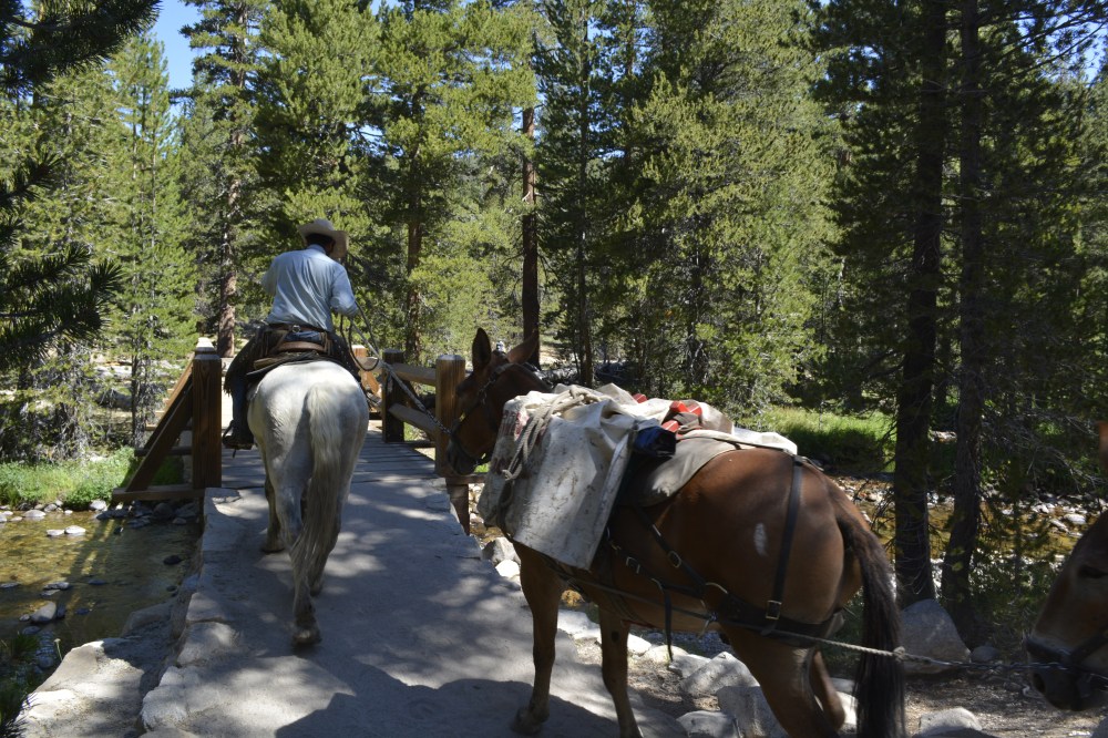 Horses at Tuolumne Meadows