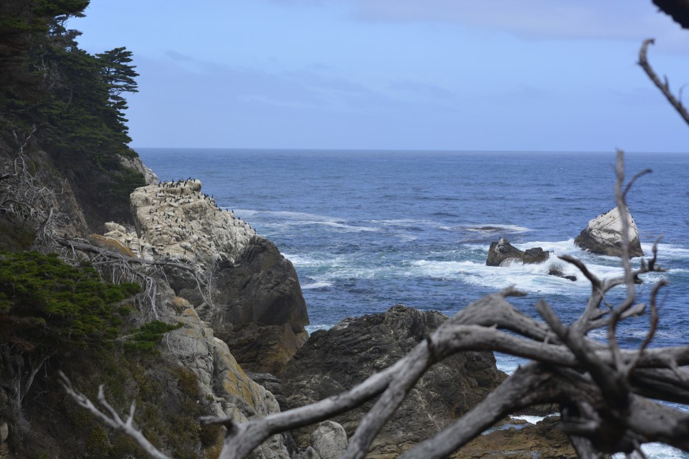 Point Lobos