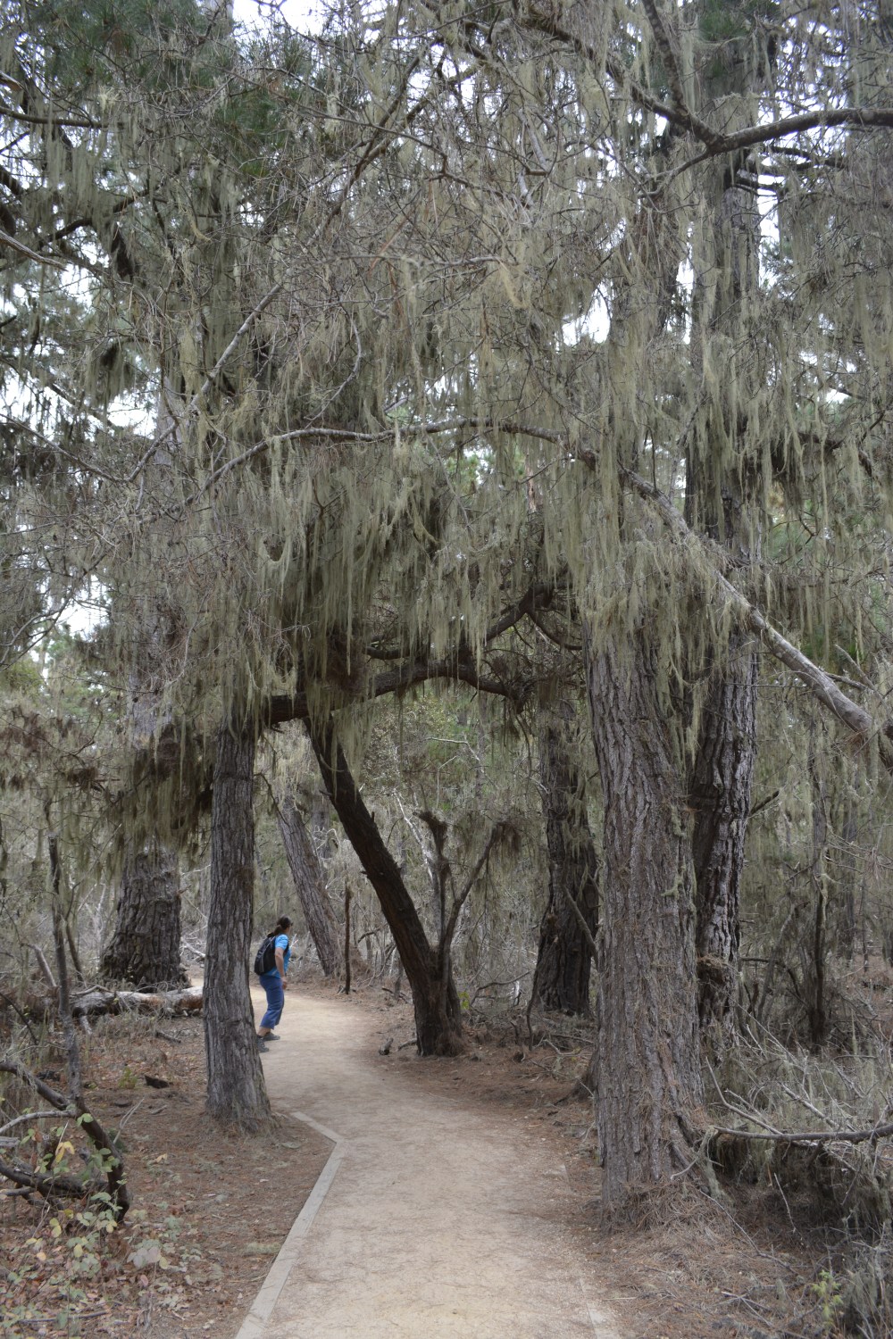 Point Lobos