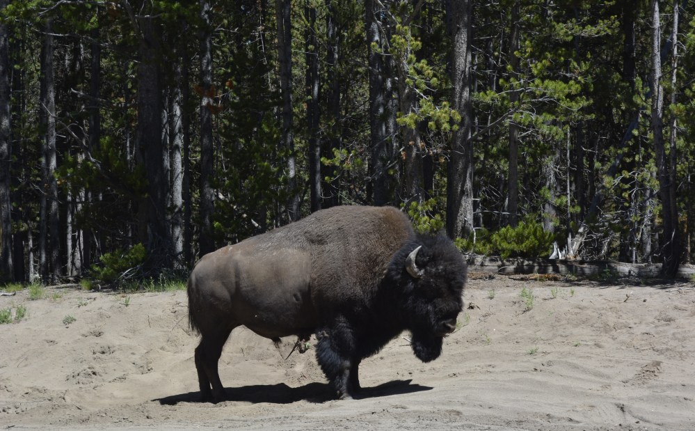 Bison in Yellowstone