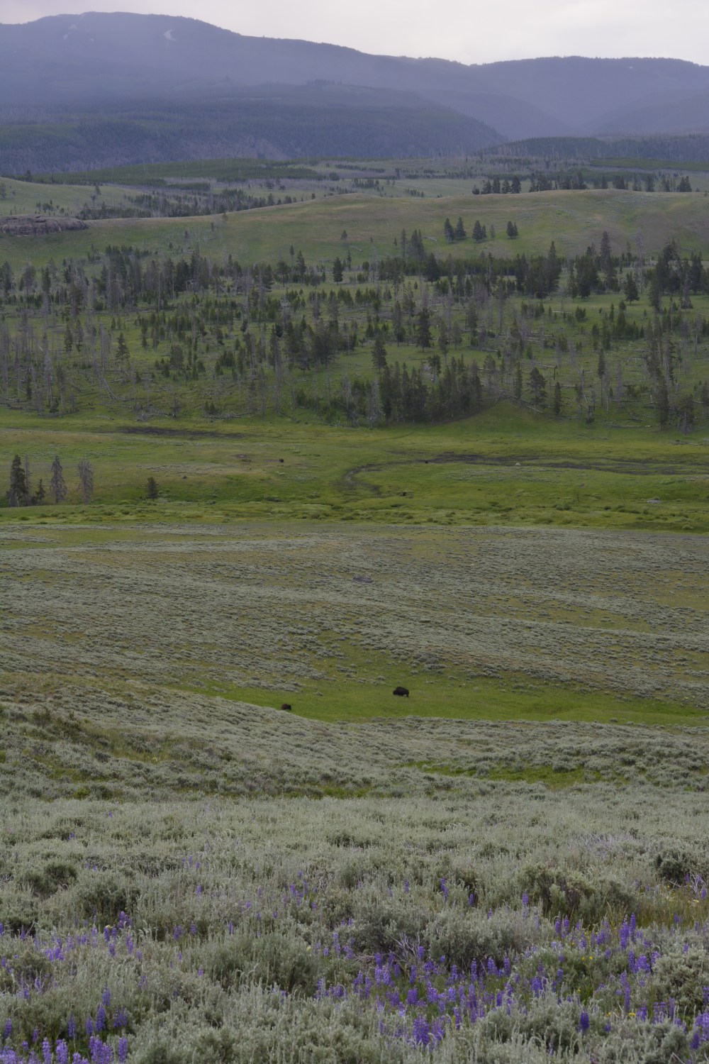 Yellowstone buffalos